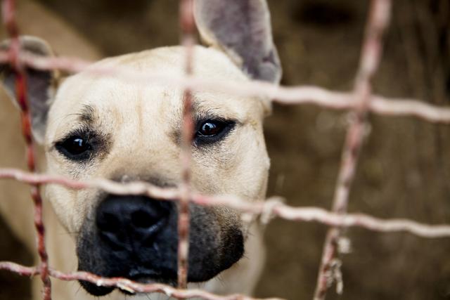 Uslikan zaleđen pas u azilu u Loznici (FOTO)