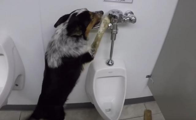 Pas Džampi ume da koristi pravi toalet (VIDEO)