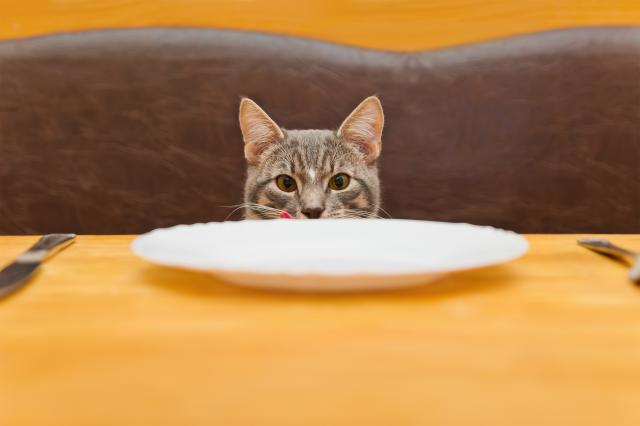 Evo zašto bi trebalo da hranite mačku pet puta dnevno