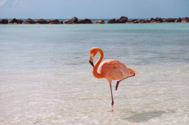 Desetine flamingosa uginulo zbog hladnoće