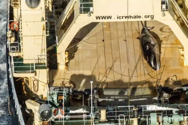 Ponovo ubijaju kitove u Japanu