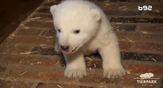 Evropa dobila novog polarnog medveda VIDEO