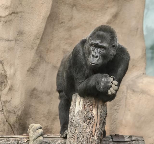 Uginula prva gorila ikad roðena u zoološkom vrtu