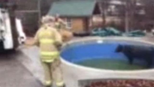 Vatrogasci izvukli kravu iz bazena