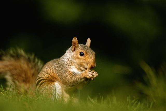 Istraživanje: Veverice su opasnije od hakera
