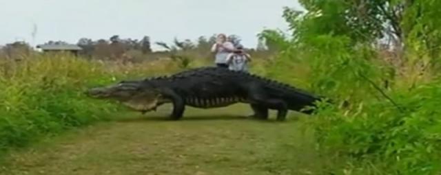 Hoæe li ljudska glupost ubiti "poslednjeg dinosaurusa"?