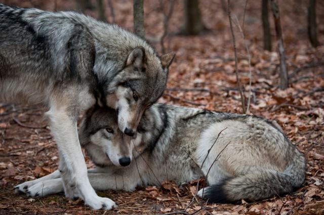 Druženjem sa vukovima pobedila traume i anoreksiju