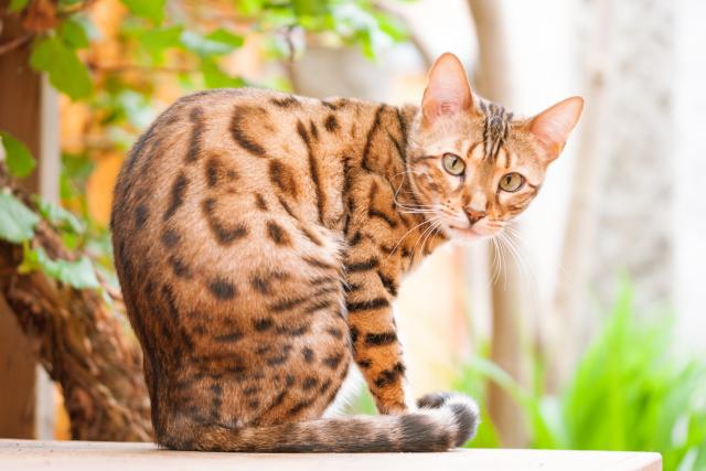 Bengalska mačka: Pitomi leopard u vašem domu