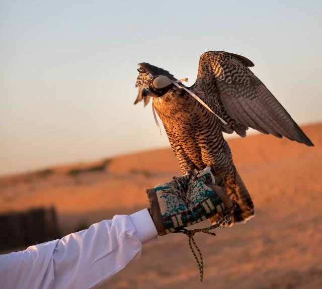 Ptice saudijskog princa lete samo avionom (FOTO/VIDEO)