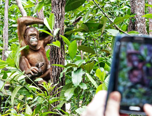 "Tinder" za orangutane: Ženke æe birati mužjake preko tableta