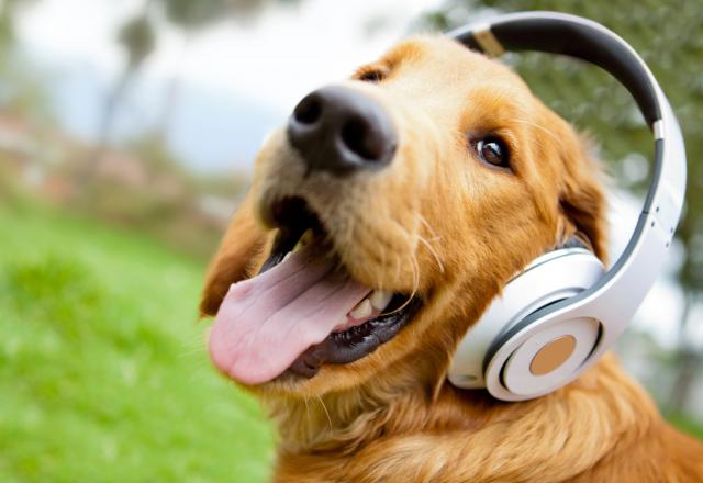 Koju muziku psi vole najviše da slušaju?