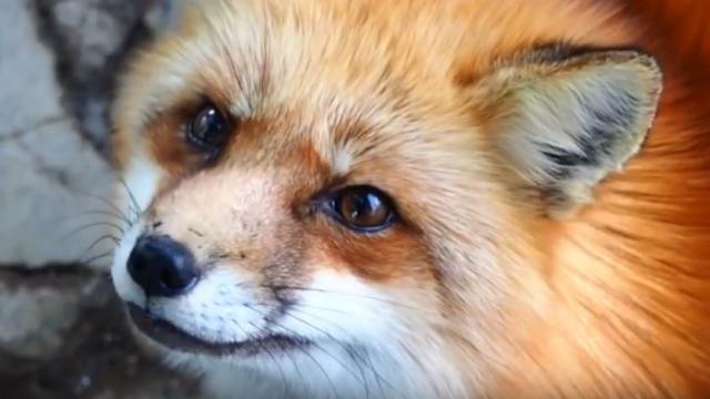 Dobro došli u prvo selo lisica (VIDEO)