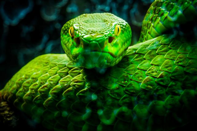 Da li je ovo najveæa zmija na svetu?