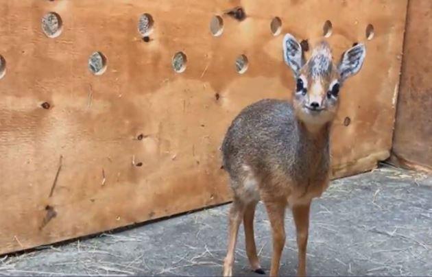 Zoo-vrt u Engleskoj prihvatio antilopu bez mame (VIDEO)