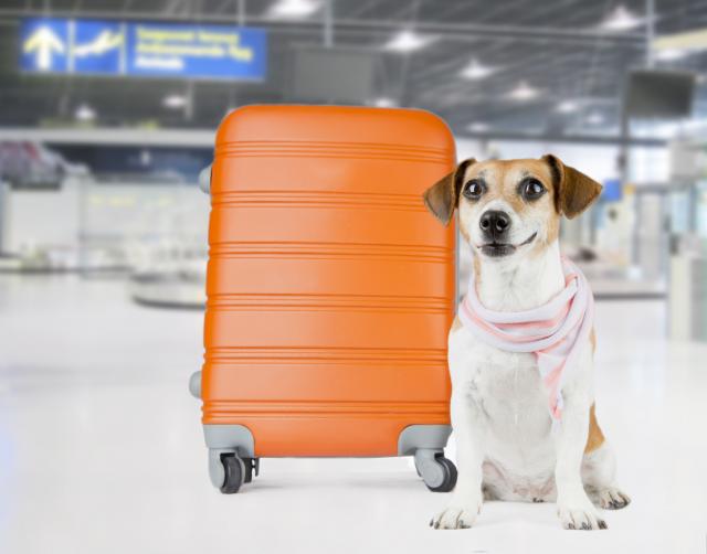 Njujorški aerodrom dobio privatni terminal za životinje