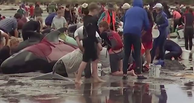 Drama na Novom Zelandu: Trka za spas stotina kitova VIDEO