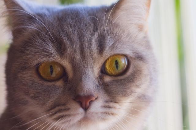 Boja oèiju maèke usko povezana s njenim sluhom?