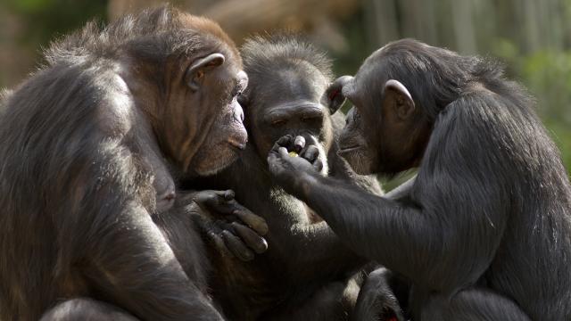 Šest šokantnih èinjenica o šimpanzama