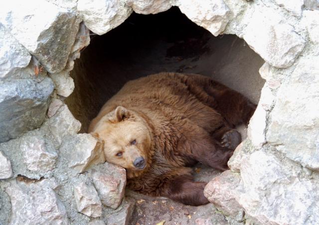 Medvedi u Jagodini nisu videli senku, Goca takoðe ostala u peæini
