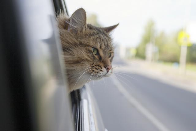 Mačka pobegla od kuće - otišla u Austriju