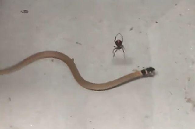 Prizor ovog pauka kako ubija zmiju æe vas proganjati danima