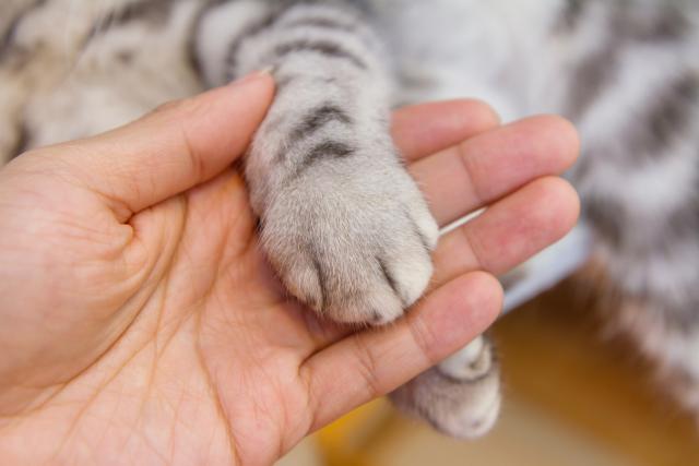 9 razloga zašto mački ne treba trajno odstraniti nokte