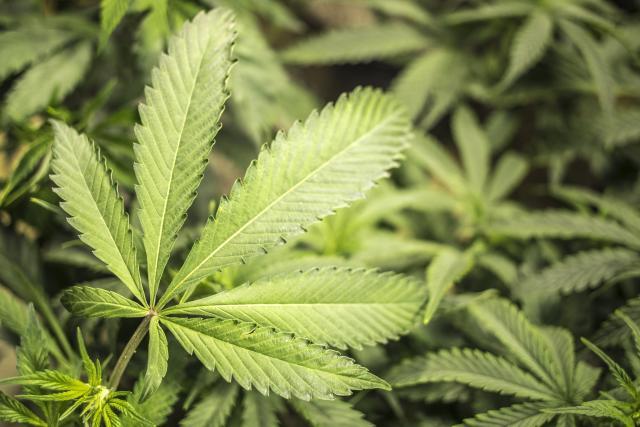 U Albaniji zaplenjeno 1.350 kilograma marihuane
