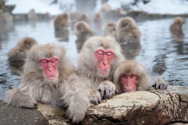 Japanski zoo-vrt uspavao 57 majmuna jer 