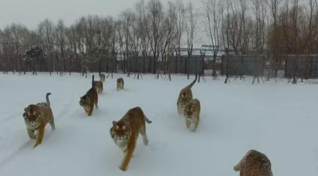 Tigrovi i dron: "Simpatièni" snimak je mraèniji nego što se èini