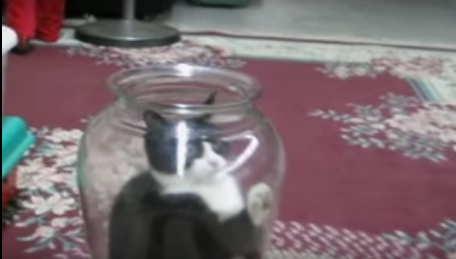 Maca "skrivena" u vazi šamara psa (VIDEO)