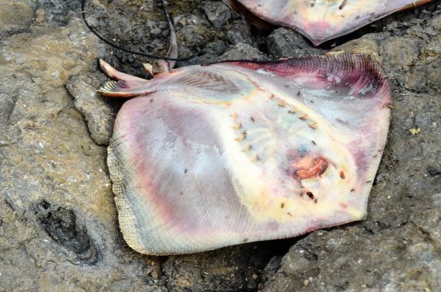 Ribari iz Jadrana izvukli grdosiju od četiri metra