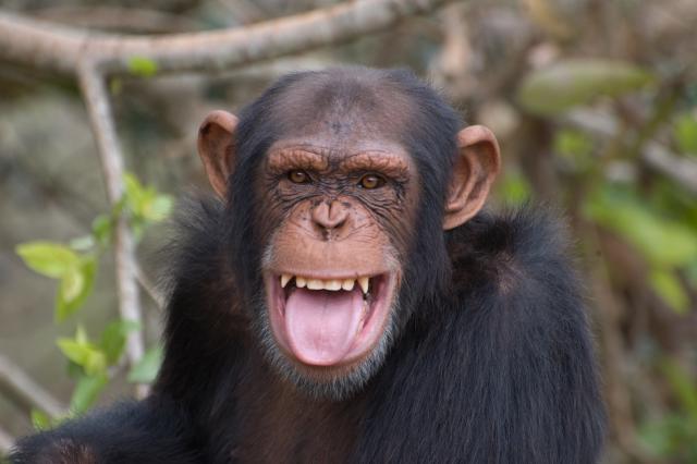 O èemu razgovaraju šimpanze?