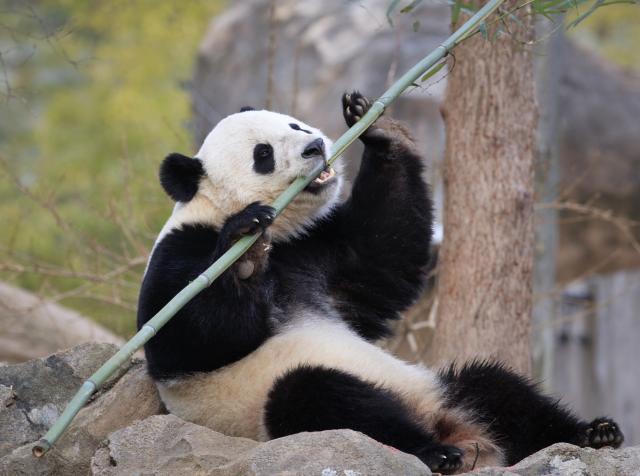 Izgledala je tako umiljato: Panda pojela domaæu kozu