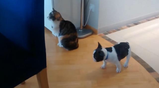 Preslatko: Kuca silno želi da se igra sa maèkom (VIDEO)