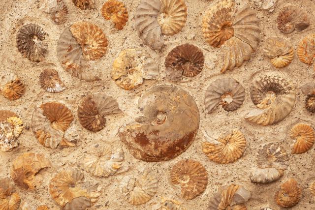 Pronaðeni tragovi najstarijih životnih formi na Zemlji?