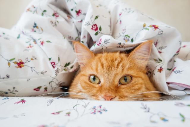 Šta raditi ako vas maèka budi noæu?