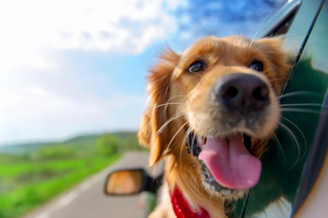 Kako pomoći psu da prevaziđe mučninu tokom vožnje?