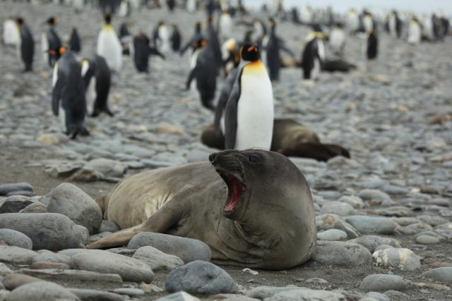 Bizarna pojava na Antarktiku: Zašto se foke pare s pingvinima?