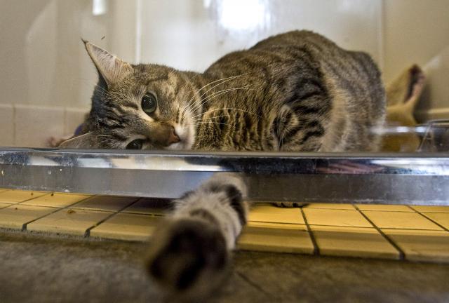 Kako podstaći apetit kod mačke?
