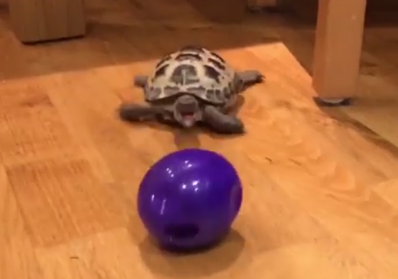Kornjača uživa u igri loptom kao da je pas (VIDEO)
