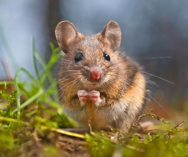 Miš je najstariji èovekov prijatelj?