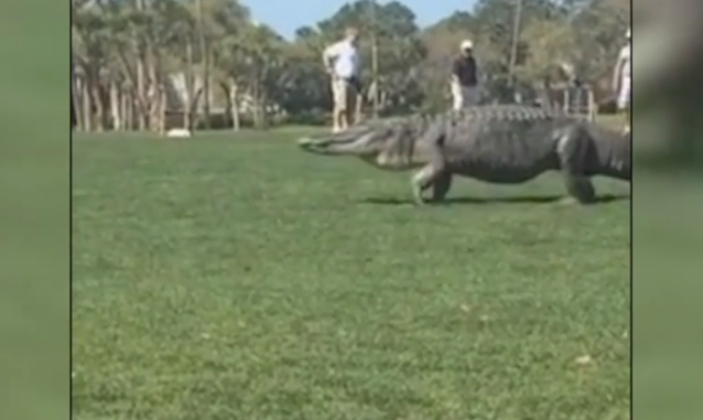 Golf terenom prošetao "živi dinosaurus" (VIDEO)