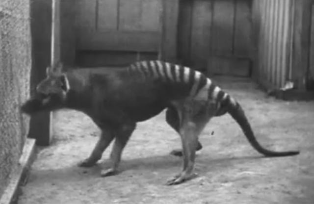 Tasmanijski tigar primeæen 80 godina posle istrebljenja