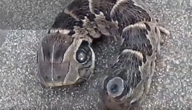 Ovo zastrašujuæe stvorenje nije ono što ste mislili (VIDEO)