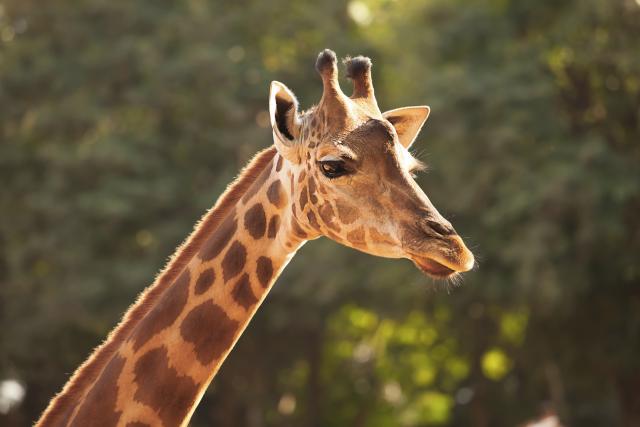 Jagodinski zoo-vrt: Umesto ulaznice, crtež žirafe