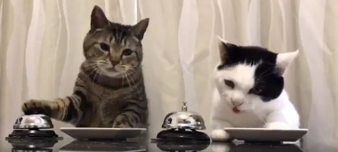 Maca uvek zvoni dvaput (VIDEO)