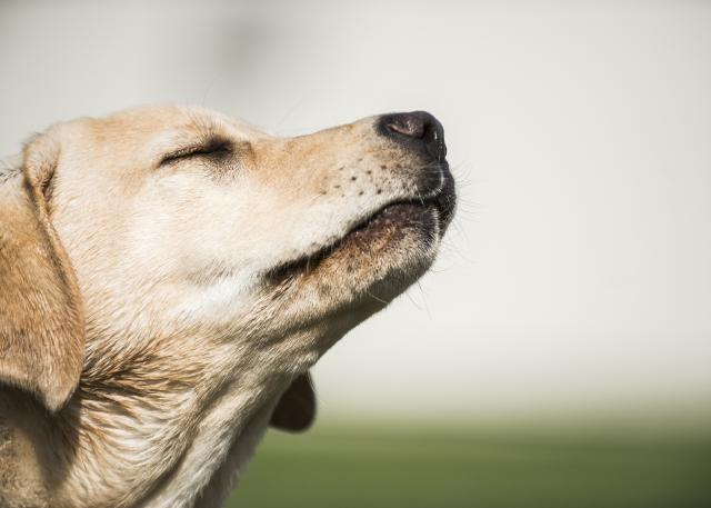 Pet zanimljivih èinjenica o pseæem èulu mirisa