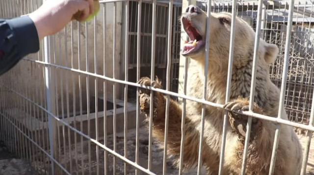 Meda i lav jedini preživeli iz zoo vrta u Mosulu