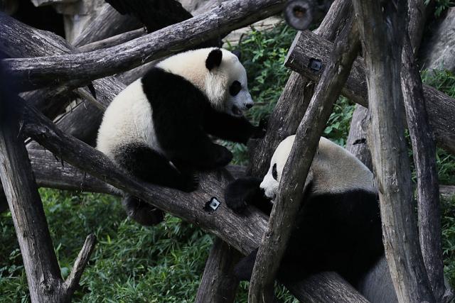 Panda diplomatija: Par pandi stigao u Holandiju iz Kine