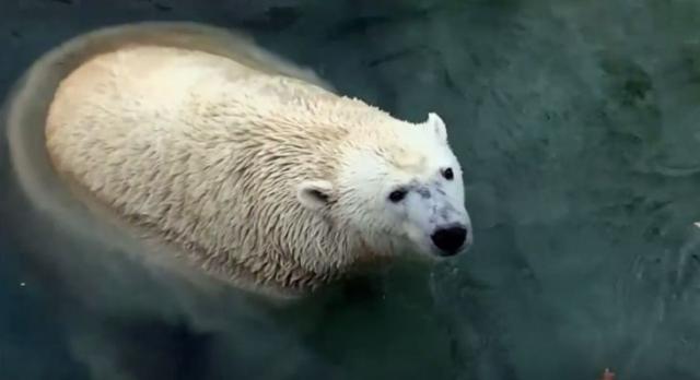 Uginuo najstariji polarni medved u SAD
